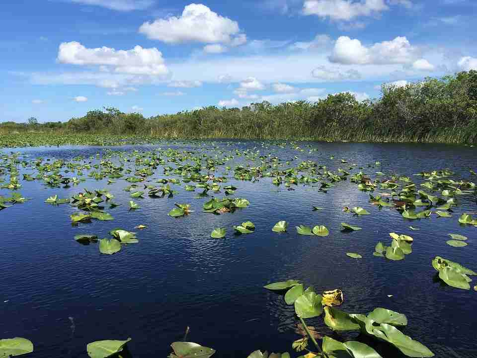 everglades-2763947_960_720