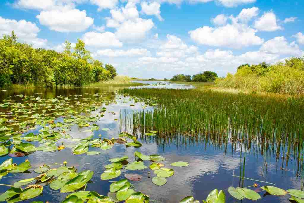 The River Of Grass Everglades