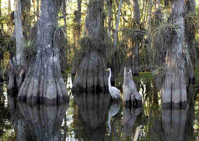 Everglades_National_Park_cypress