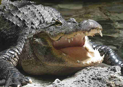 Get up close and personal with the Florida Alligator.