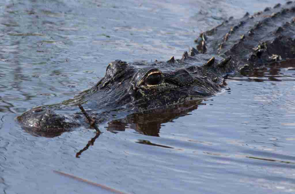 Spotting Florida Alligators