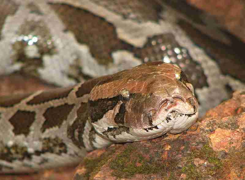Burmese Python in the Everglades Burmese Python in the Everglades